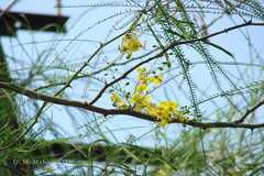 Parkinsonia aculeata
